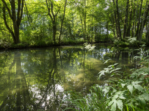 Natur pur in Piusheim