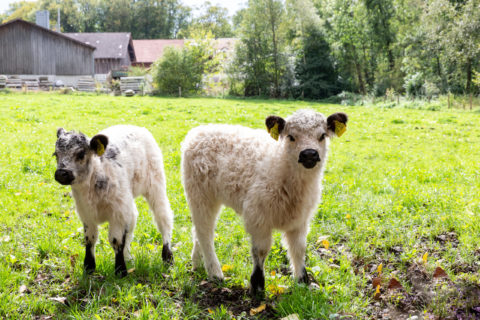 Aus unserer großen Liebe zur Natur und Umwelt sowie aus fester Überzeugung sind wir bereits seit 30 Jahren als Biobauern tätig.