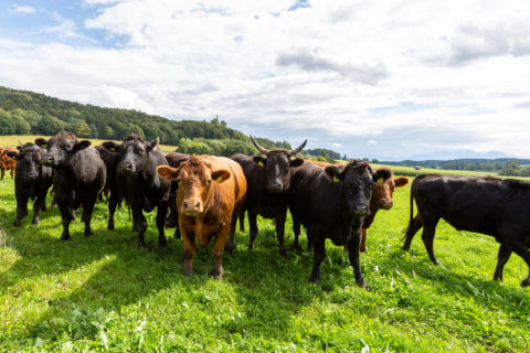 Bei uns wird Tierwohl großgeschrieben. Unsere Rinder sind inzwischen weit über Piusheim hinaus bekannt. Mittels ganzjähriger Weidehaltung sorgen wir dafür, dass es ihnen weiterhin gutgeht