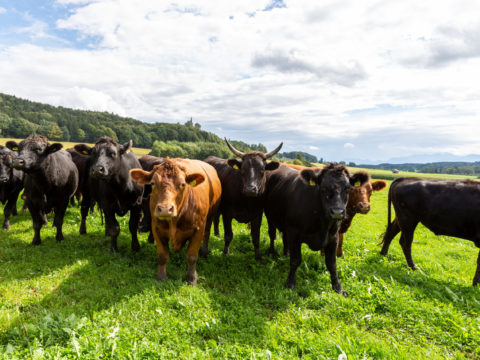 Bei uns wird Tierwohl großgeschrieben. Unsere Rinder sind inzwischen weit über Piusheim hinaus bekannt. Mittels ganzjähriger Weidehaltung sorgen wir dafür, dass es ihnen weiterhin gutgeht